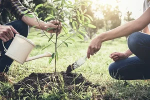 Paragraph on tree plantation
