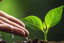 Paragraph on Tree Plantation for Students: Easy English Guide