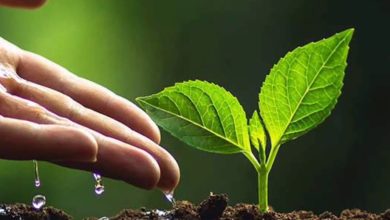 Paragraph on Tree Plantation for Students: Easy English Guide