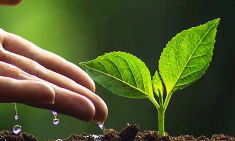 Paragraph on Tree Plantation for Students: Easy English Guide